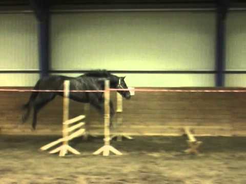 17. by Diamant de Semilly a young stallion at training for license tests.