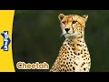Meet the Animals | Cheetah | Wild Animals | Stories for Kindergarten