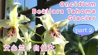 【文心兰】“白仙女”开花 Oncidium Orchids  (Beallara Tahoma Glacier) 兰花/洋兰/室内花卉/开花植物