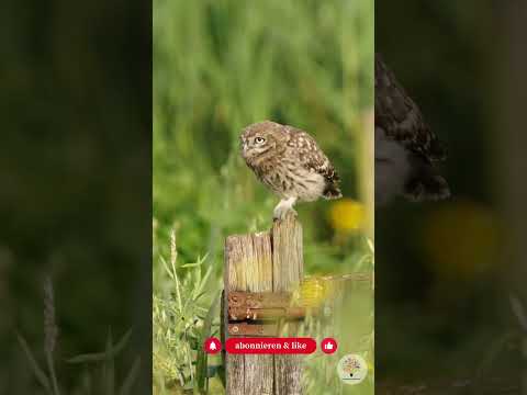 Naturgarten anlegen: Dein Garten als funktionierendes Ökosystem