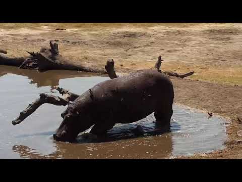 Djuma: Hippos come to the pan - 11:13 - 09/18/19