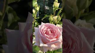 “Rose Flower Therapy 🌹 | Relaxing Nature Scenes for Anxiety”