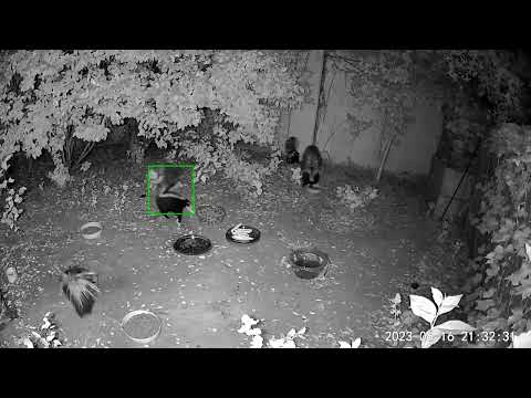 06.16.2023 bowl and hot dog stealing skunk.