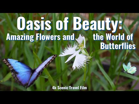 Magic Garden | Meeting Butterflies and Singing Nature