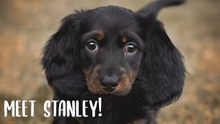 Mini Dachshund Puppy's First Day Home!
