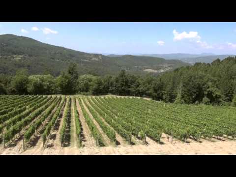 Leonia Pomino Brut: il coraggio di scelte audaci. Castello di Pomino.