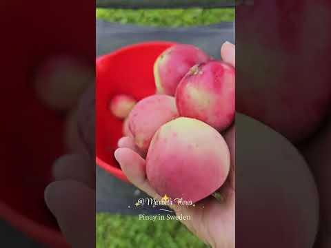 time to harvest ( Swedish Apple) Sept 1, 2024