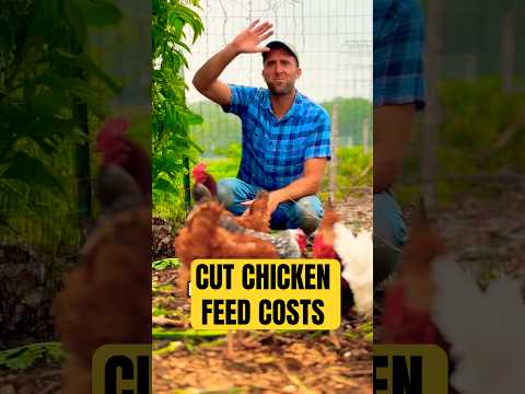 Feeding Chickens is Expensive… Unless You Do This 🐔💰