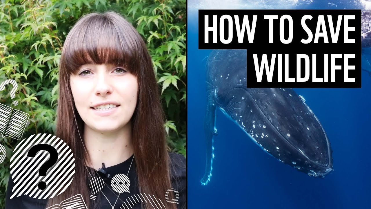 How to save wildlife | Living Planet Report 2020 | WWF