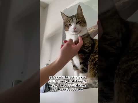 Part 45 #funny #cat#BehindTheScenes