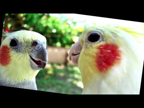 ASSOBIO CALOPSITA - HINO DO FLAMENGO 10 HOURS REMIX