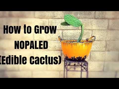 download lagu mp3 mp4 Growing Nopales Cactus, download lagu Growing Nopales Cactus gratis, unduh video klip Growing Nopales Cactus