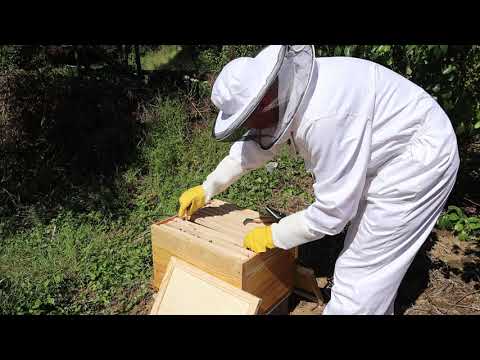 Bee Hive 1 - Inspection #1 - 25th May. Swarm caught using a 5 frame bait hive on May 17th.