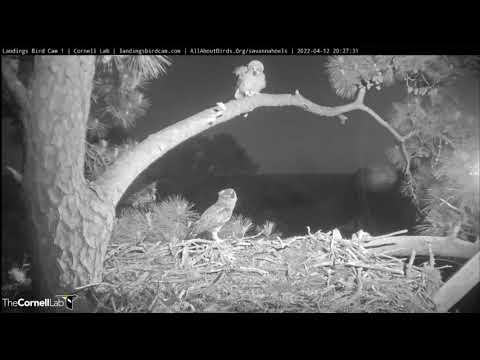 Savannah Great Horned Owls Cam 1 PTZ | Cornell Lab & Skidaway Audubon, April 12, 2022