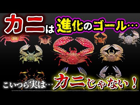 甲殻類 - 例と特徴