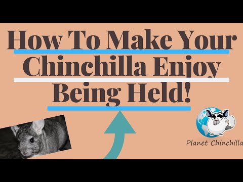 How Do You Get Your Chinchilla To Enjoy Being Held- Easy Tips