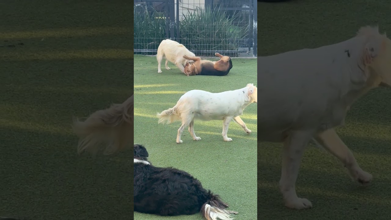 Enlarge Tavistock , an adopted mixed breed in windsor, CT video 2/6