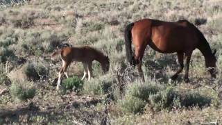 preview picture of video 'WILD HORSES OF ALEXANDER LAKE'
