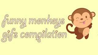 Funny Monkeys Gifs Compilation