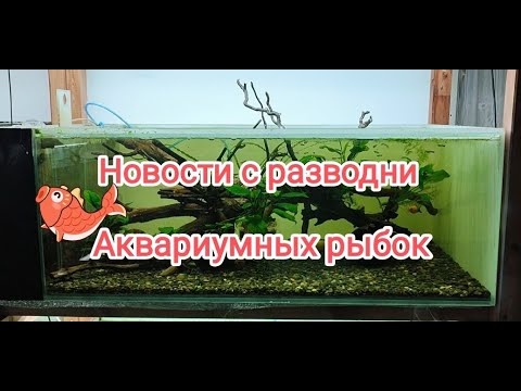 Новости с разводни аквариумных рыбок и креветок - установил новые аквариумы на стеллаж.