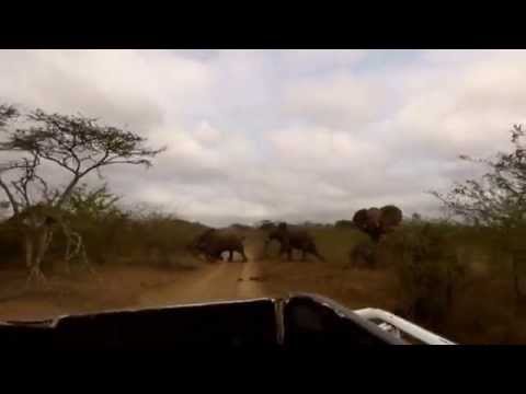 Operation #ThulaThulaBabyEleRescue - Part 1