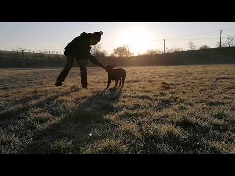 Ruby Rose Leryka - stopy, poslušnost a hra 4/2020 (4 měsíce )