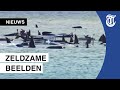 Honderden walvissen vast op zandbank