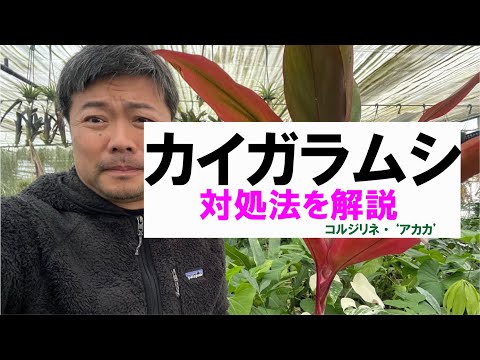 キョウチクトウのカイガラムシ: 本当に役立つものは何ですか? 植物