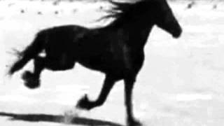 marissa nadler - stallions