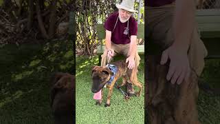 Video preview image #1 Mutt Puppy For Sale in Pasadena, CA, USA
