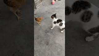 Download lagu Ayam VS Kucing | Cat Versus Chicken #kucingimut #kucinglucu #kucing #ayam #lucu #animal mp3