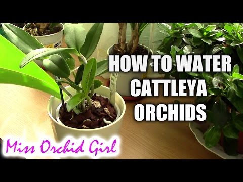 How to water Cattleya orchids - tips for a healthy orchid