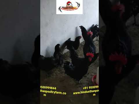 Black Kairali Country Chicks One Day Old, 35 F