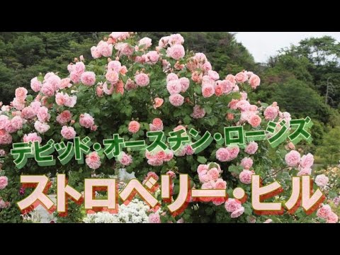 イングリッシュローズ「オセロ」 植物