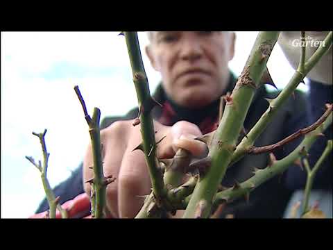 Pruning roses - how to do it | MDR Garden