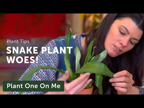 What's WRONG With This SNAKE PLANT? — Ep. 228