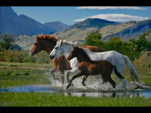 Compositor Neto baiano contato 71 988044619