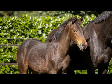 SOLD!: Stallion 2022 -  Vaderland x Fürstenball x Sandro Hit