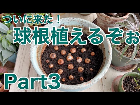 秋のクロッカスと秋のクロッカスを植える 庭の練習