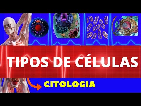 TIPOS CELULARES (EUCARIONTE E PROCARIONTE) - TIPOS DE CÉLULAS - CITOLOGIA