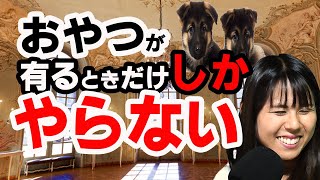 おやつ使うトレーニングはその時だけ？多頭飼いの練習法。プロが教える犬のしつけ術　犬のしつけ