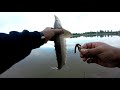 Video Thumbnail for Fishing  in 2 rivers/ North and South of Saskatchewan River #fishing #bankfishing #catchandrelease
