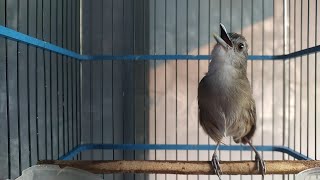 Download lagu UNIKNYA SUARA DAN GAYA BERKICAU BURUNG PELANDUK SEMAK mp3