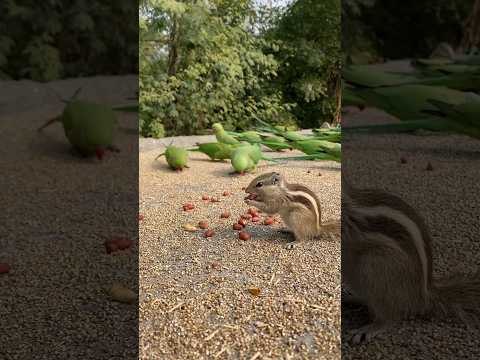 Squirrel Eating Nuts | Gilhari Eating Peanuts | Squirrel Sounds