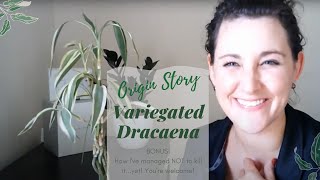 Variegated Bamboo AKA Dracaena | Braiding and Care Tips