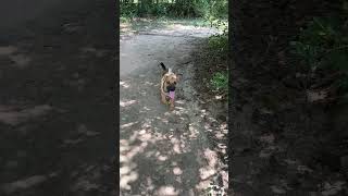 Video preview image #1 Mutt Puppy For Sale in The Woodlands, TX, USA