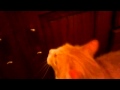 Cat Growling And Hissing Part 6