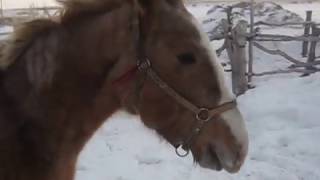 Horse знак Аллаха