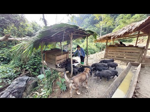Daily life In The Farm Pig - Raise more ducks, make fence and Grow vegetable - Building Farm Life