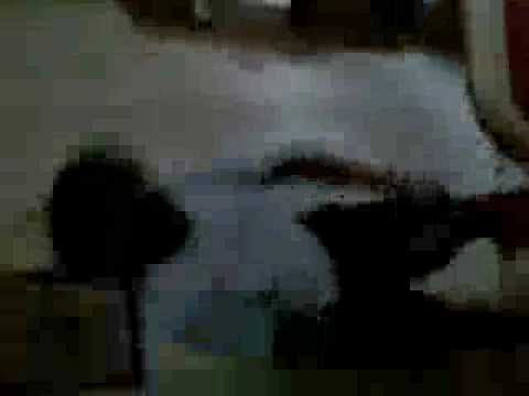 MG D-Love&& IMF Carlito West